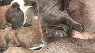 Newborn Pitbull Puppies