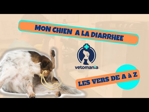 Vidéo: Les ténias peuvent-ils être lavés de la literie de mon chien?