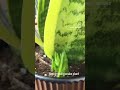 #snakeplant #indoorplants #dailyupdates #hobby #plants