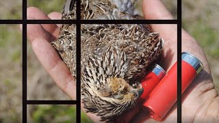 Quail Hunting South Texas Technique