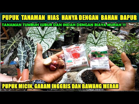 Video: Pemupukan Bunga Pot