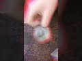 Ура #жмых #art