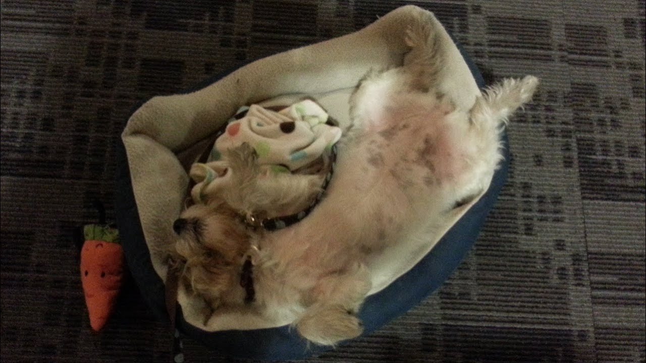 Dog Wakes Up from Nap - Asta at the Office - YouTube