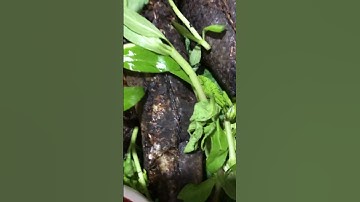 Cá Lóc nướng rơm cực ngon cả nhà ơi mới cả nhà nhé