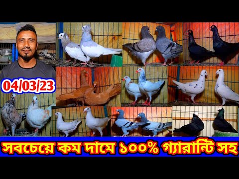 এতো কম দামে কেউ দিবেনা | মিস করার আগে ভিডিওটি দেখুন !! কম দামে ফেন্সি কবুতর