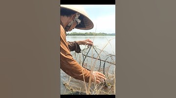 Thăm Lờ Dính Cá Trê Lai Mương Ruộng Mùa Nước Nổi #shorts #bắtcátrêlai #cátrêlai #mientay #thămLờCá