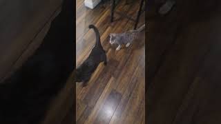 Gage vs Duchess Round 1 #cats