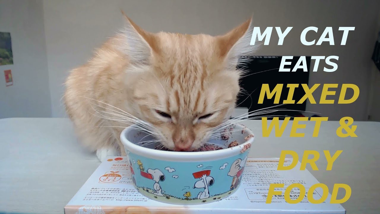 [Asmr] My Cat Eats | Wet \U0026 Dry Cat Food