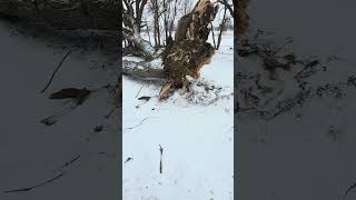 The Wind Sure Can Do Some Damage.