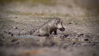 Mud Wallowing Warthog