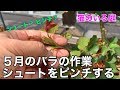 【猫のいる庭】５月　バラの作業　シュートを育てる