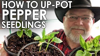 How to Pot Up Pepper Seedlings || Black Gumbo