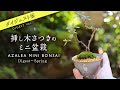 【ダイジェスト版】挿し木さつきの湯呑みミニ盆栽 制作から6ヶ月目の春【Bonsai diary 盆栽日記 3/24】初心者の簡単盆栽の作り方 やり方 サツキ  植え替え AZALEA EOS R5