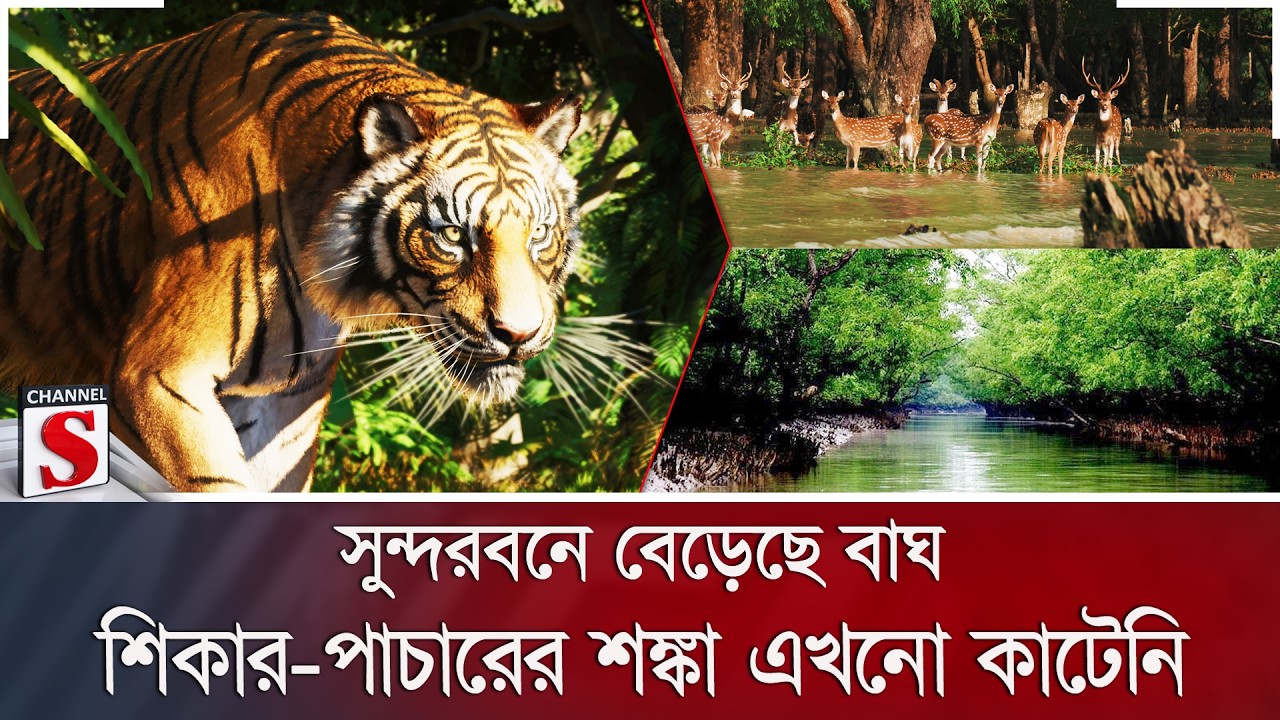 সুন্দরবনে বেড়েছে বাঘ; শিকার-পাচারের শঙ্কা এখনো কাটেনি | Sundarbans | Tiger Day | Channel S News