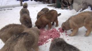 Puppies Caucasian Shepherd. For Sale!