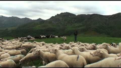 MON BEAU CANTAL 47 TRANSHUMANCE MOUTONS ROMBIERE JUIN 2013