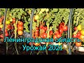 Урожай томатов 2021 года. Обзор сортов и гибридов в разрезе. Что посадим на следующий сезон.