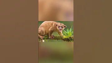 Кинкажу экзотическое домашнее животное