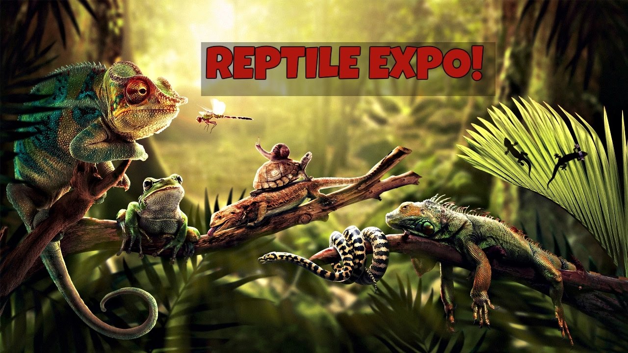 REPTILE EXPO 2017 PART 1 YouTube