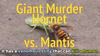 Shocking! Giant Murder Hornet kills Mantis - English News