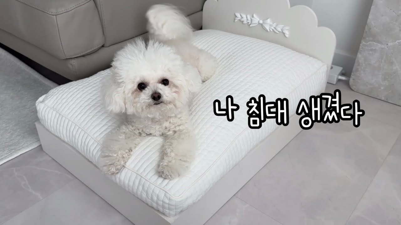 츄츄의 침대가 생겼어요! | A dog got a new bed [츄블리]