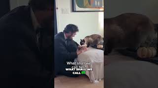 Merve &Ham Famous Instagram Talking Cat -2