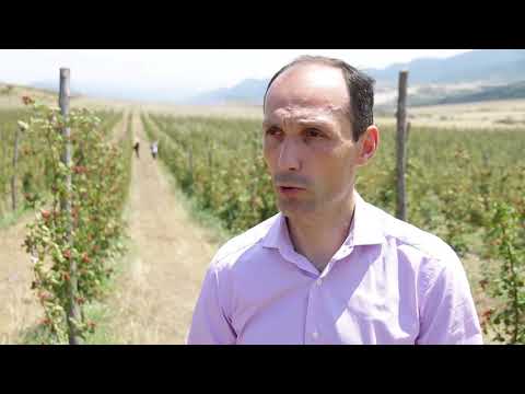 სოფლის მეურნეობის მინისტრმა კასპში კენკრის ბაღი დაათვალიერა