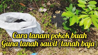 CARA TANAM POKOK BUAH ATAS TANAH MENGGUNAKAN TANAH HITAM SAWIT -Little Kebun