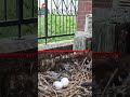Man's house infested with pigeons 😳