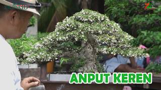 POHONYA MEWAH SEMUA, KOLEKSI KOLEKTOR BALI