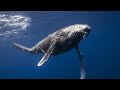 Вы Слышали Как поют киты? ЗВУКИ КИТОВ под водой. 100% присутствие.