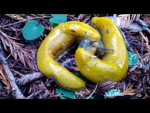 Banana Slugs sex ("The Slug")