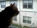 Kitten Chirping at Birds