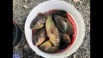 Hồ câu cá rô đầu vuông, cá lóc Hoàng Thao (Q.12) #rodauvuong #caloc