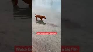 Boxer puppy watches as Vizsla is sneaking up on a large fish!