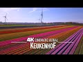 KEUKENHOF AMSTERDAM Drone 4K World's largest Tulip Fields