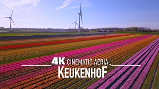 KEUKENHOF 🇳🇱 AMSTERDAM Drone 4K World's largest Tulip Fields 2024