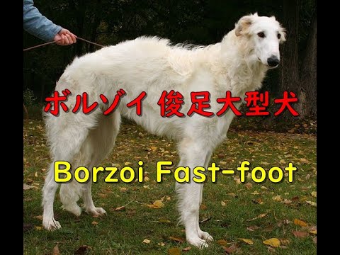 ボルゾイ-可愛い犬の鳴き声-スリムな俊足大型犬-funny-dog-borzoi-bark-so-slim-russian-name-means-"fast"