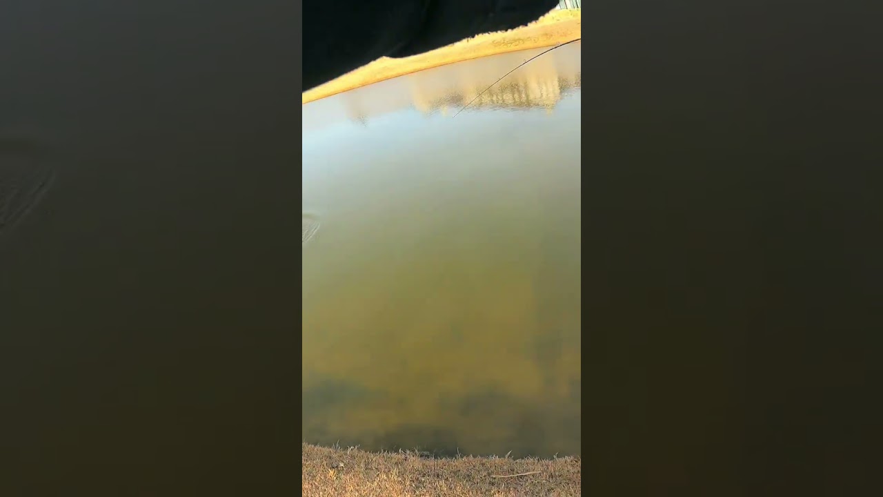 Самое дешёвое удилище BFS на Amazon! 