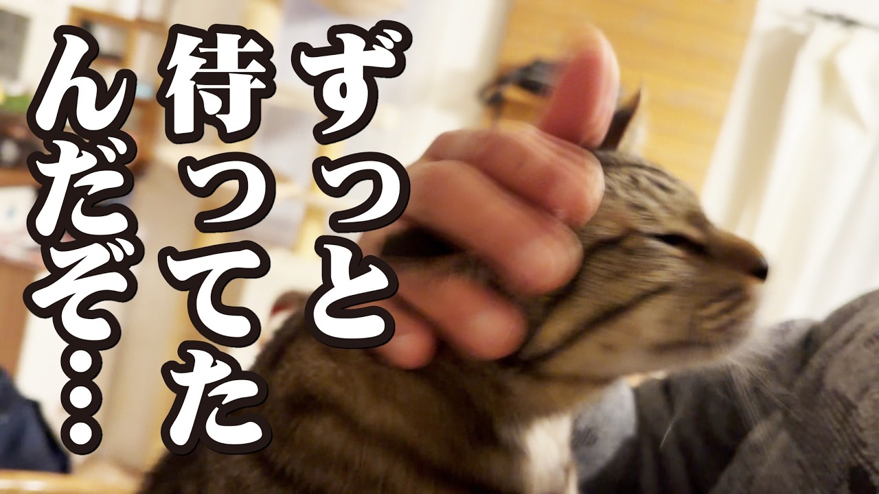 長いお留守番をさせられ少しご立腹の猫、だけどやっぱりどこか嬉しそう！