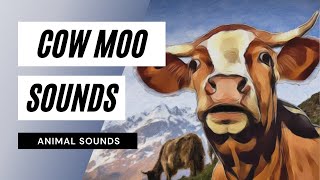 Cow Moo Sounds - Cow Moo Sounds - The Animal Sounds How Cow Moo Sound Effect Animation