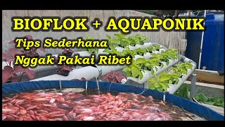 Nggak pakai ribet ; Aquaponik Sayuran Di Kolam Bioflok