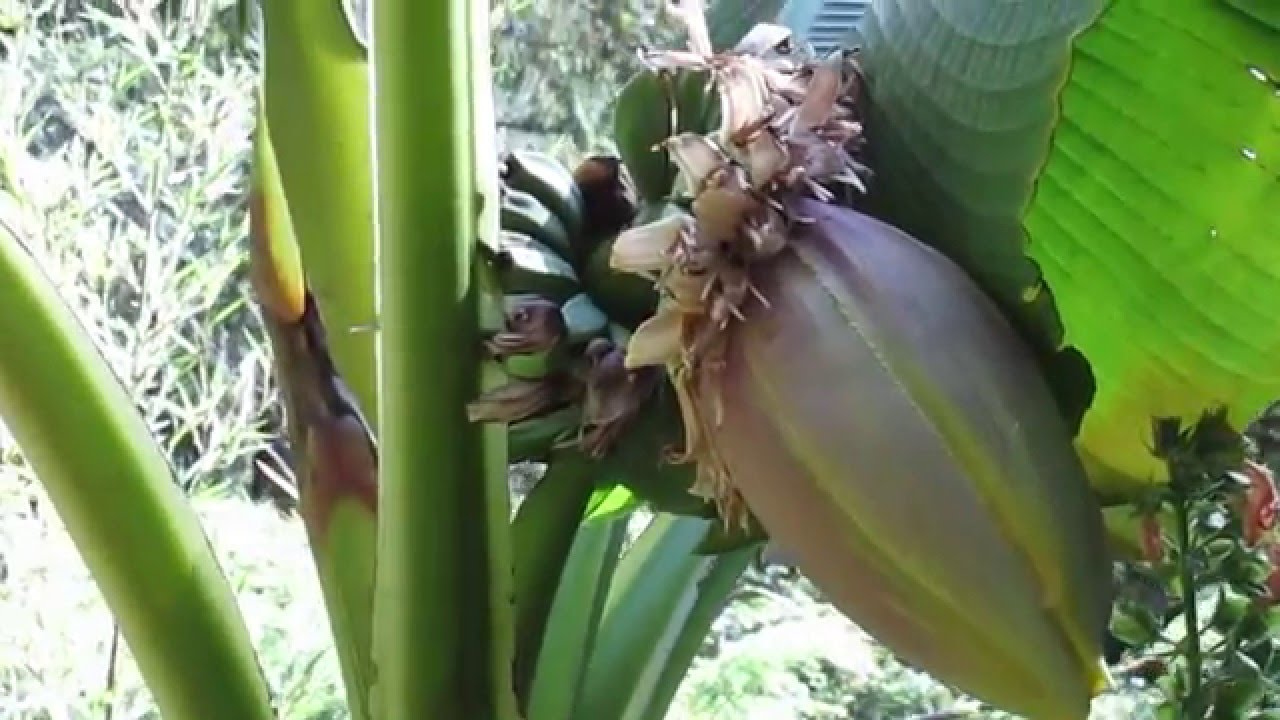 Bananas on Salt Spring Island