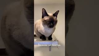 Chico Cat Cafe | Bangkok