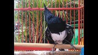 100 % AMPUH Pikat Kacer agar RAJIN NARUNG NGOBRA NGEPLAY, Kicau Pancingan Kacer SITIMEWA
