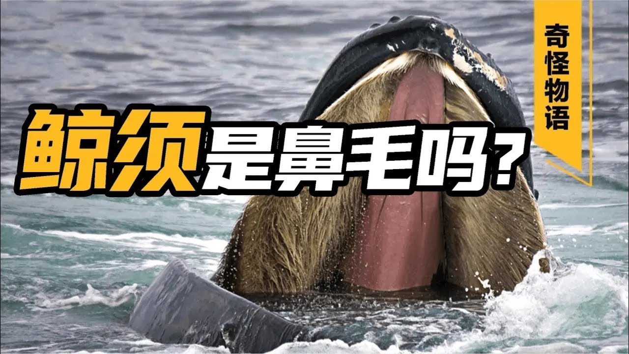 鲸须是牙齿,还是鼻毛?被做成塑身衣,也是高速舰艇的灵感来源!|见世屋 - YouTube
