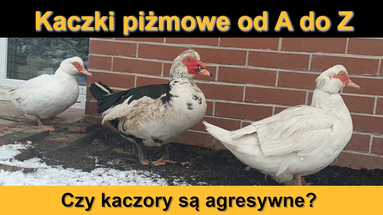 Jak hodować kaczki piżmowe? Karmienie, warunki i usposobienie 🦆