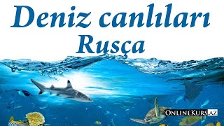 Deniz canlıları rusça screenshot 1