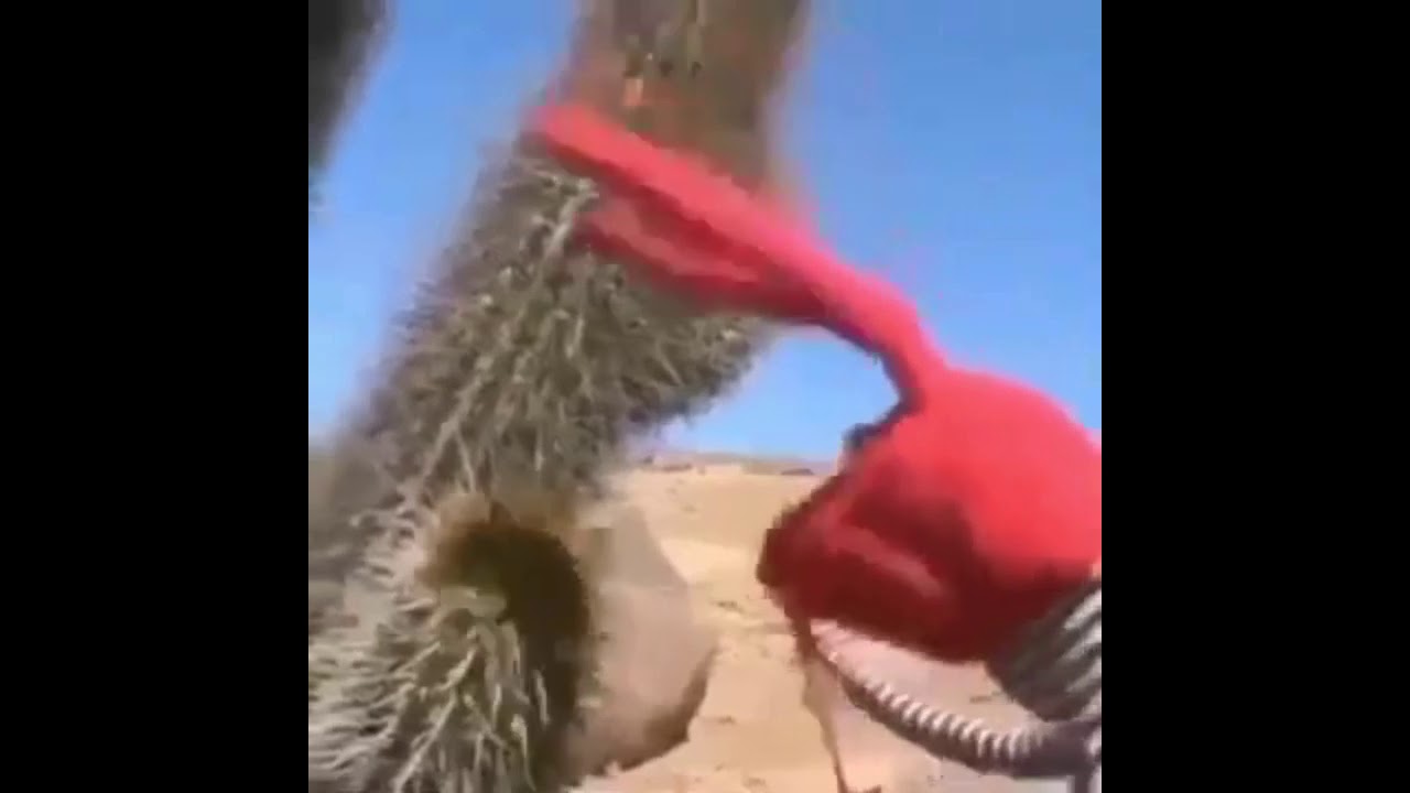 Puppet Touches Cactus