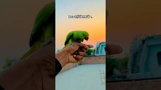 Pata Na Kaha Se Aa Gaya Tota